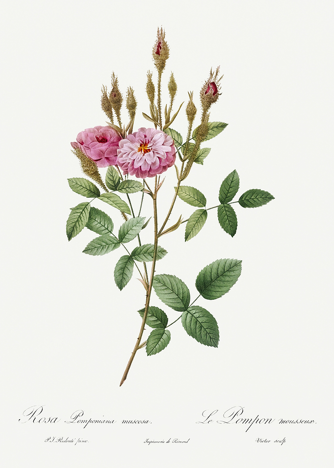 Les Roses 1824 HQ Original