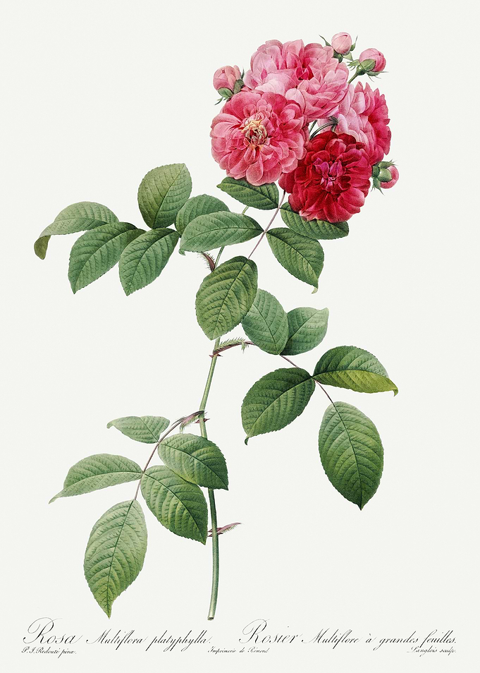 Les Roses 1824 HQ Original