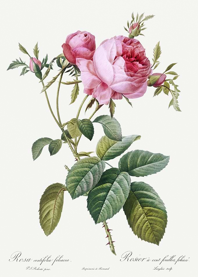 Les Roses 1824 HQ Original