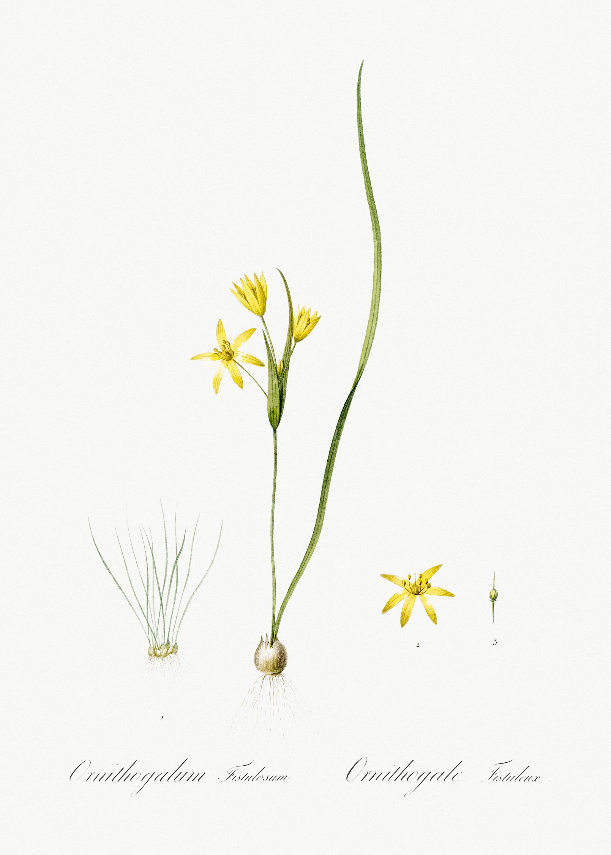 Wonder Flower Illustration