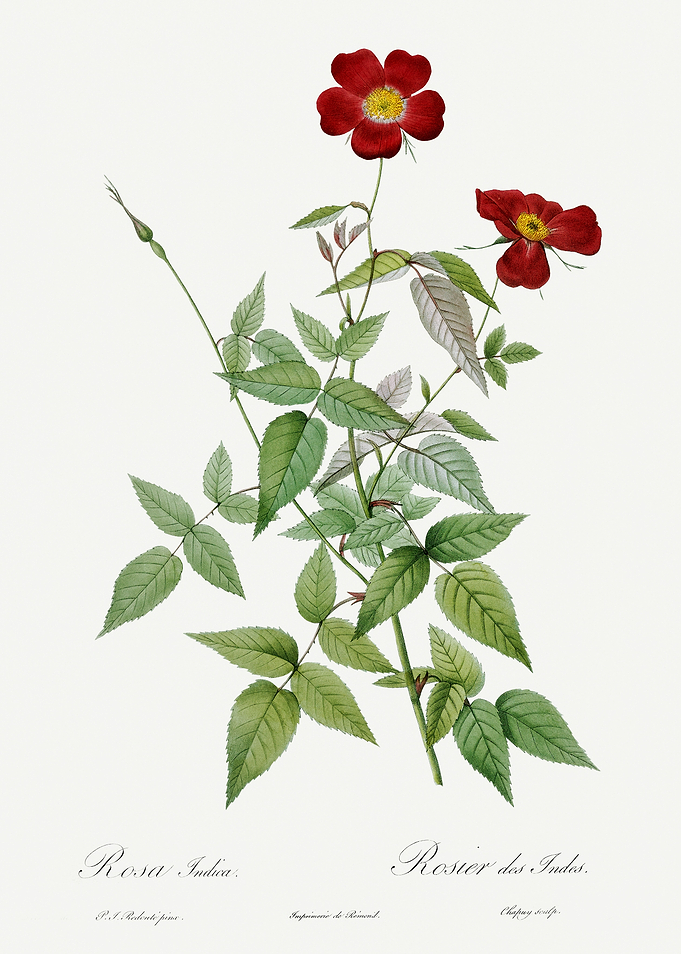 Les Roses 1824 HQ Original