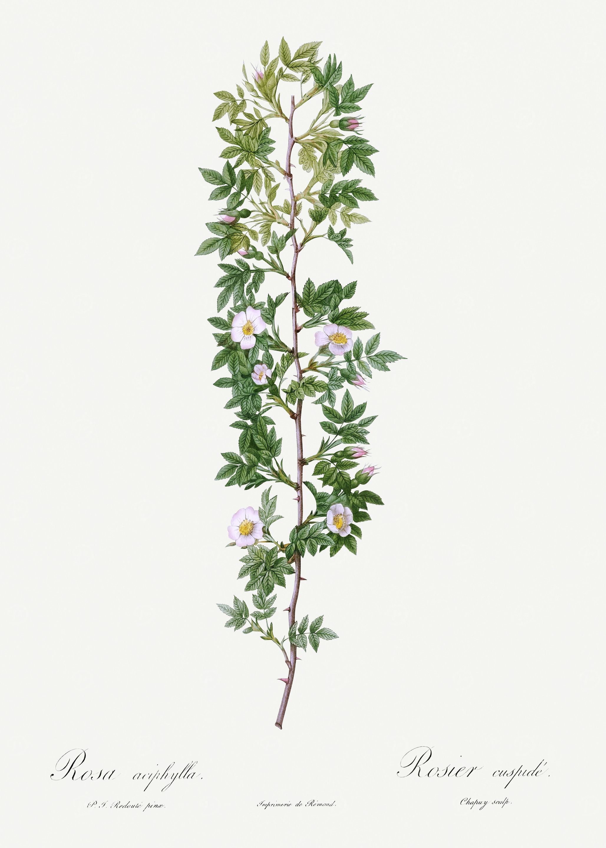 Les Roses 1824 HQ Original