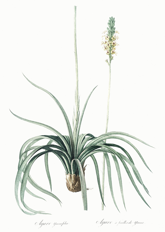 Agave Yuccaefolia Illustra