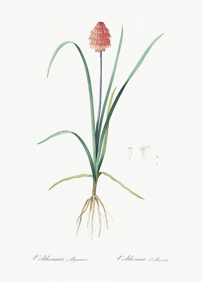 Veltheimia Abyssinica Illu