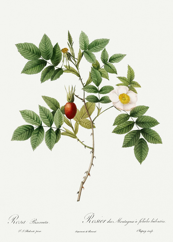 Les Roses 1824 HQ Original