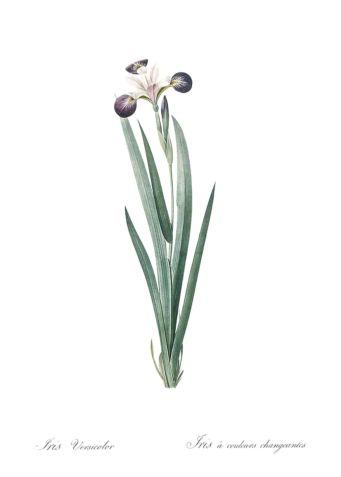 Harlequin Blueflag Illustr