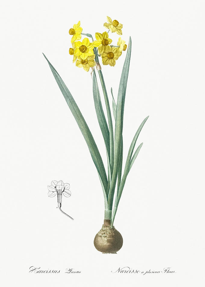 Daffodil Illustration From