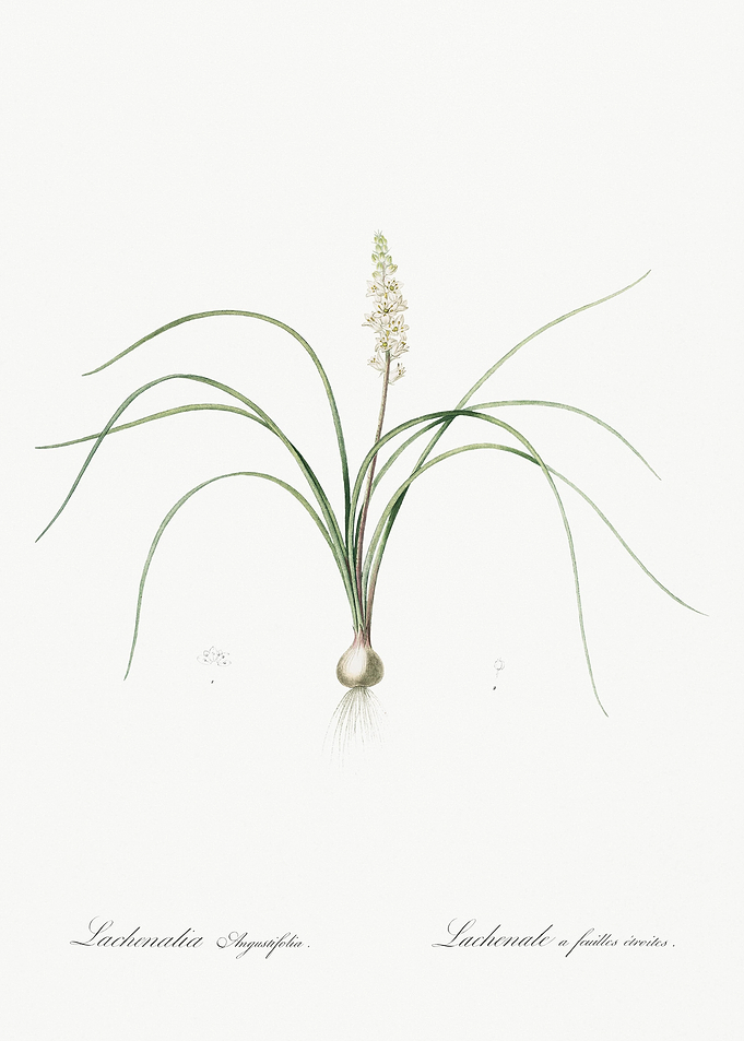 Lachenalia Angustifolia Il
