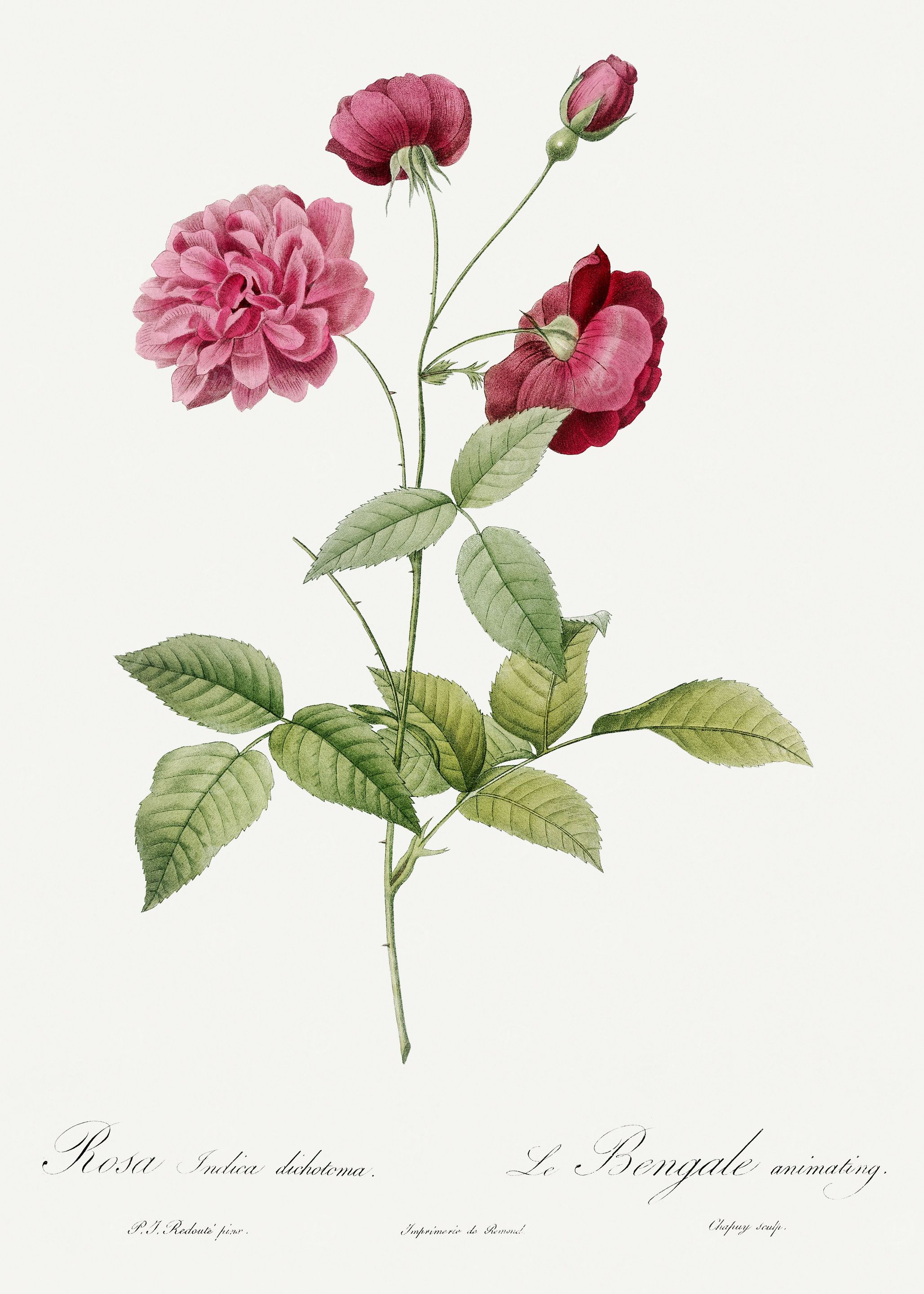 Les Roses 1824 HQ Original