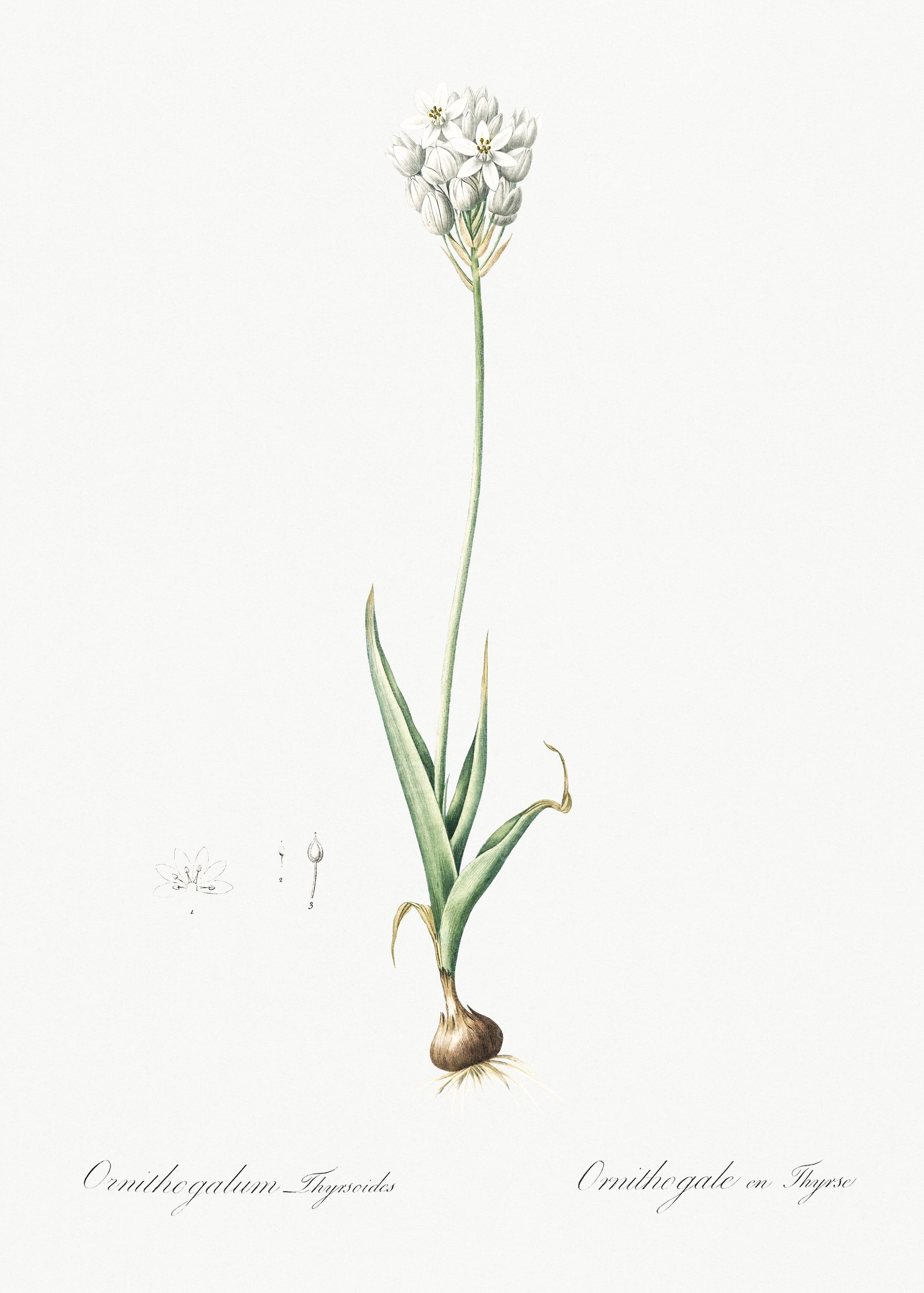 Chincherinchee Illustratio