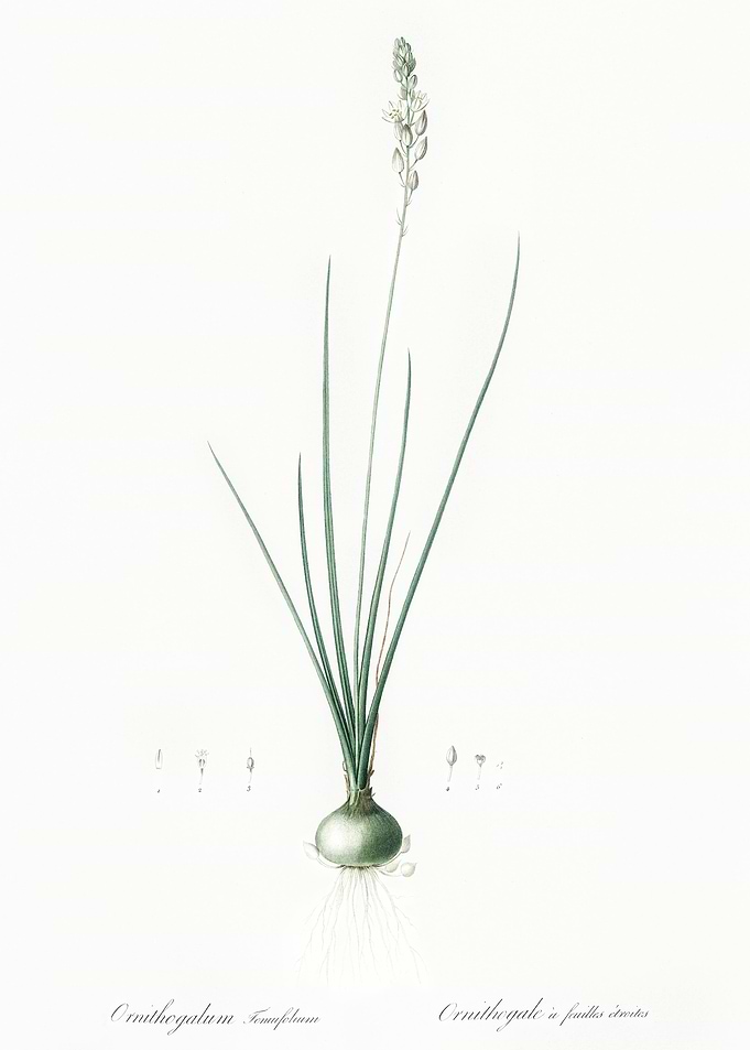 Ornithogalum Tenuifolium I