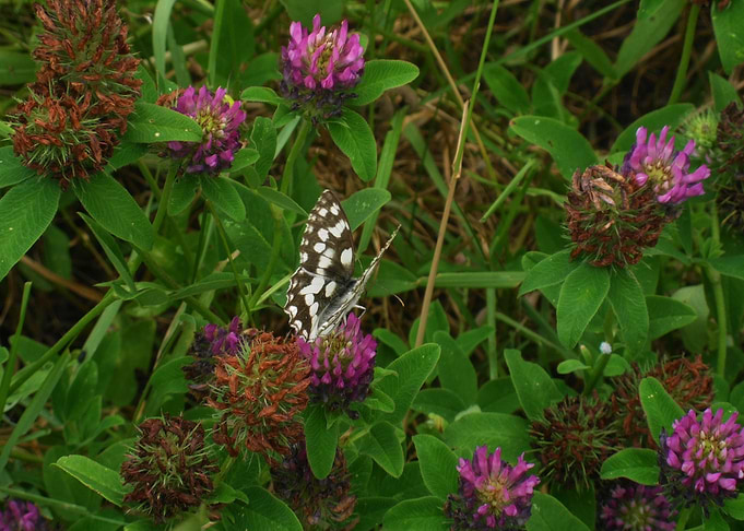 Butterfly dance 3