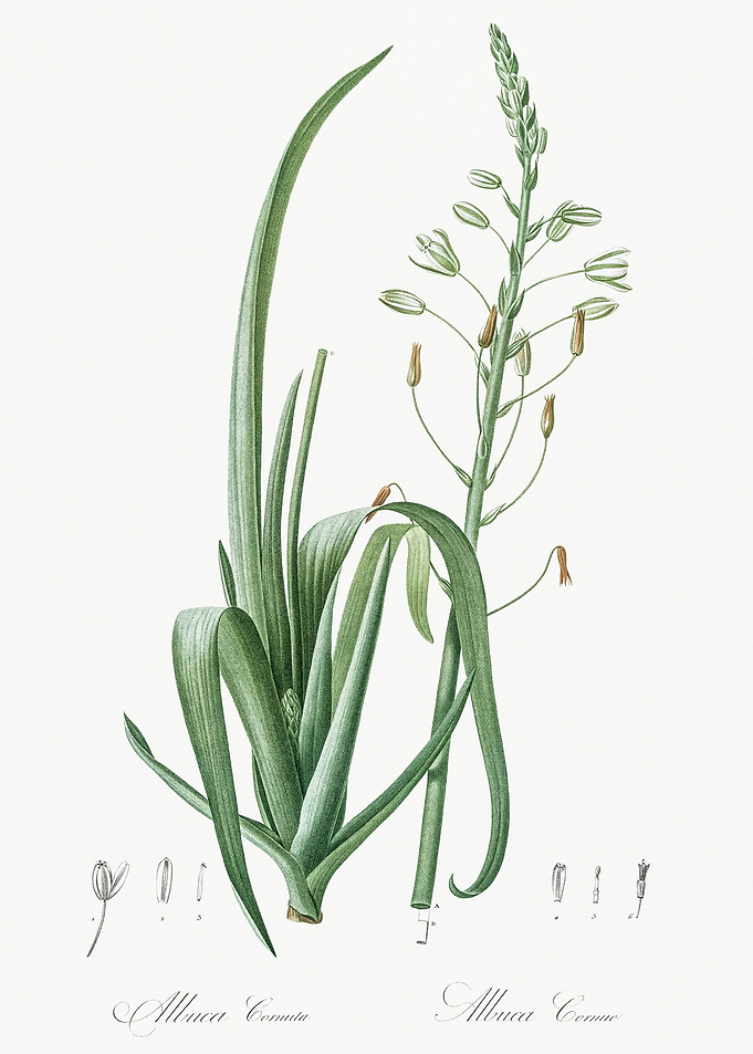Albuca Cornuta Illustratio