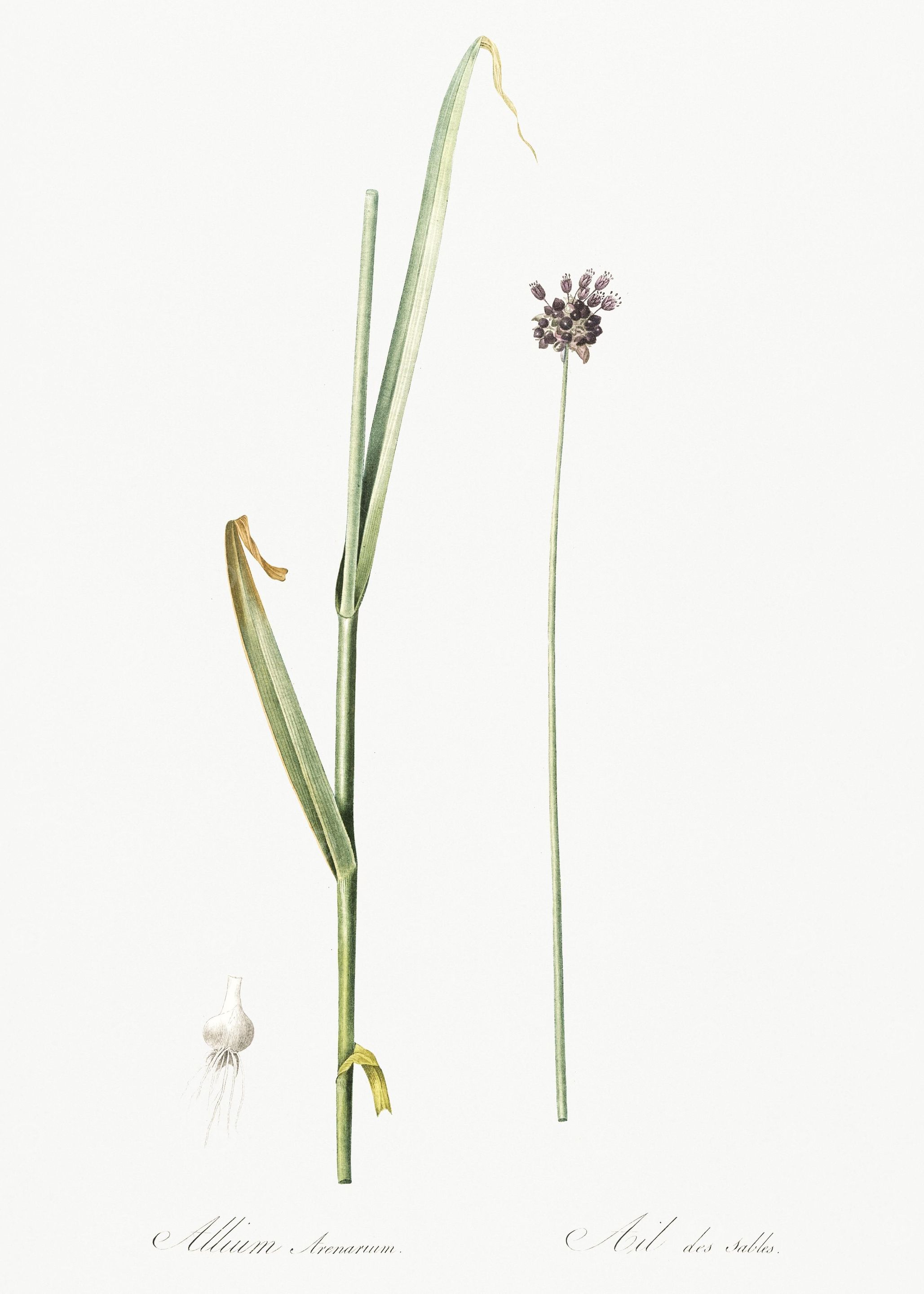 Sand Leek Illustration Fro
