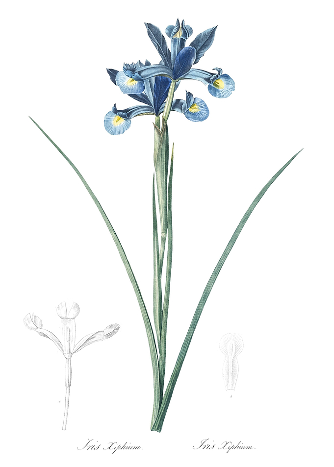 Spanish Iris Illustration