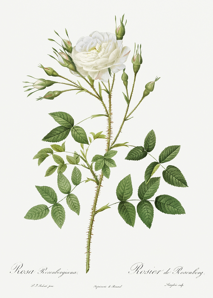Les Roses 1824 HQ Original