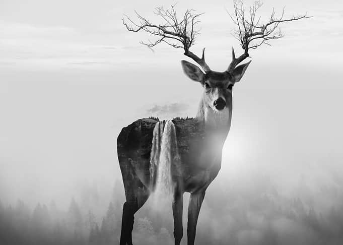 Deer and Nature