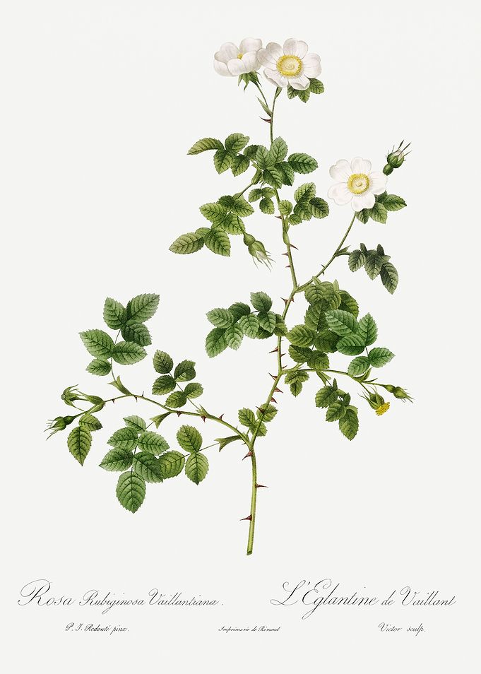 Les Roses 1824 HQ Original