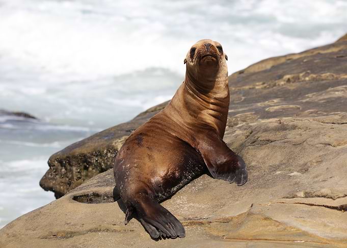 California Sea lion