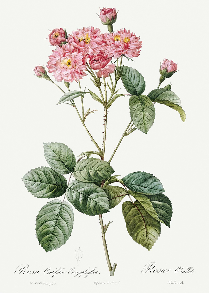 Les Roses 1824 HQ Original
