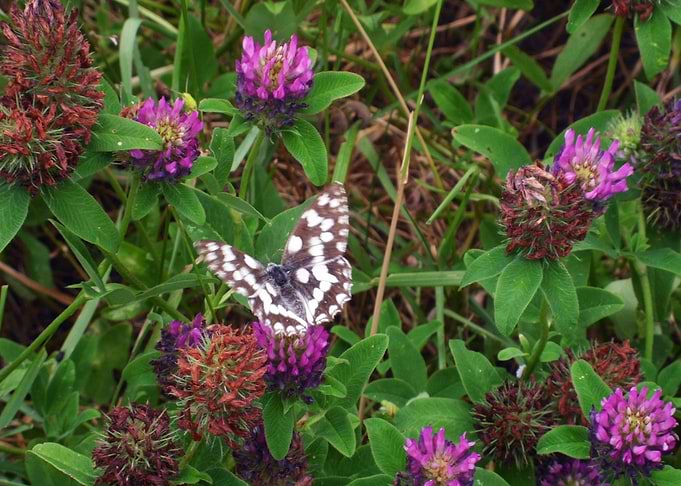 Butterfly love