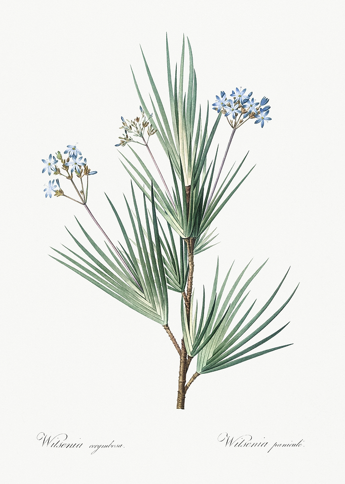 Blue Stars Illustration Fr