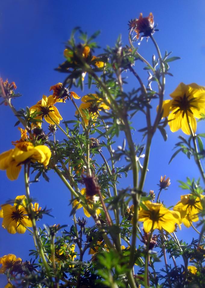 Summer Sky Garden 2