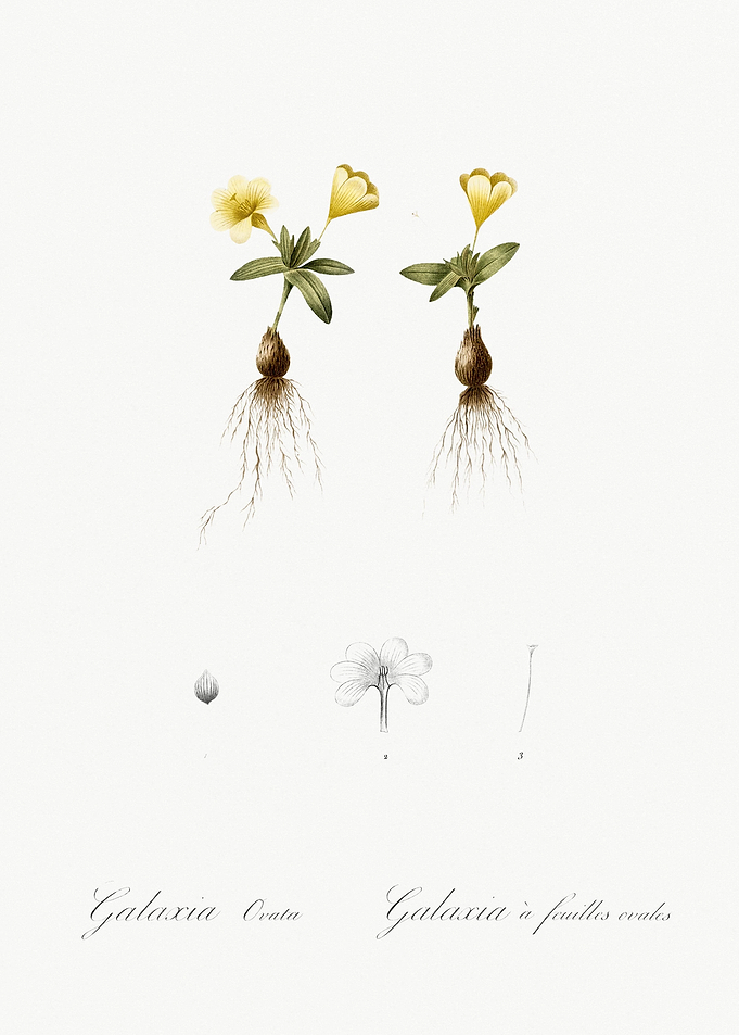 Cape Tulip Illustration Fr