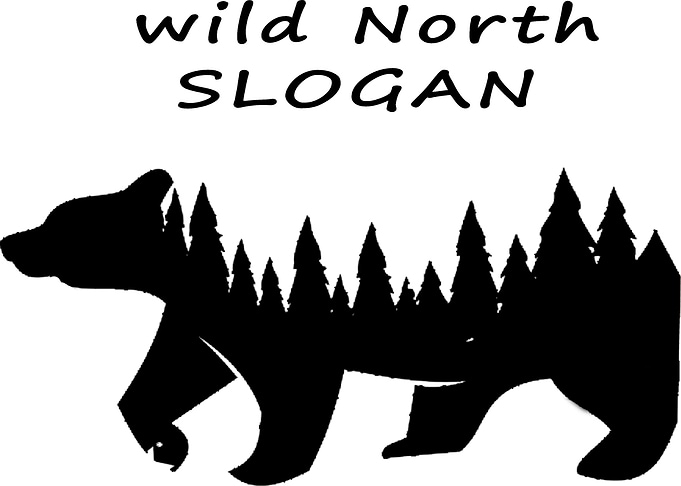 bear animal wild north lif