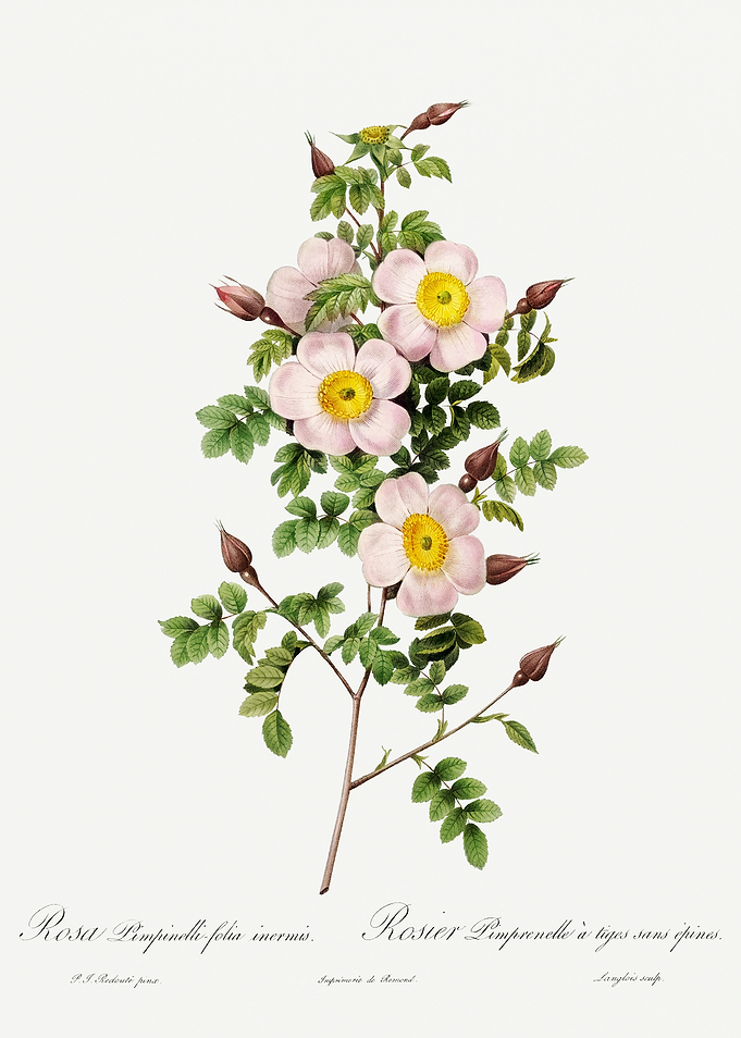 Les Roses 1824 HQ Original