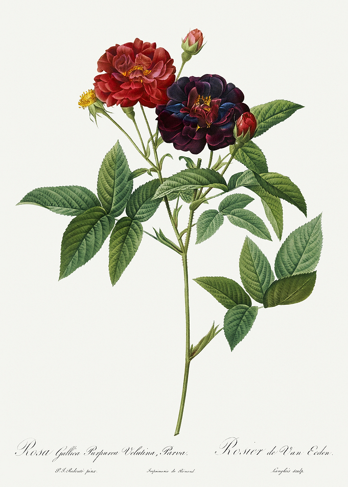 Les Roses 1824 HQ Original