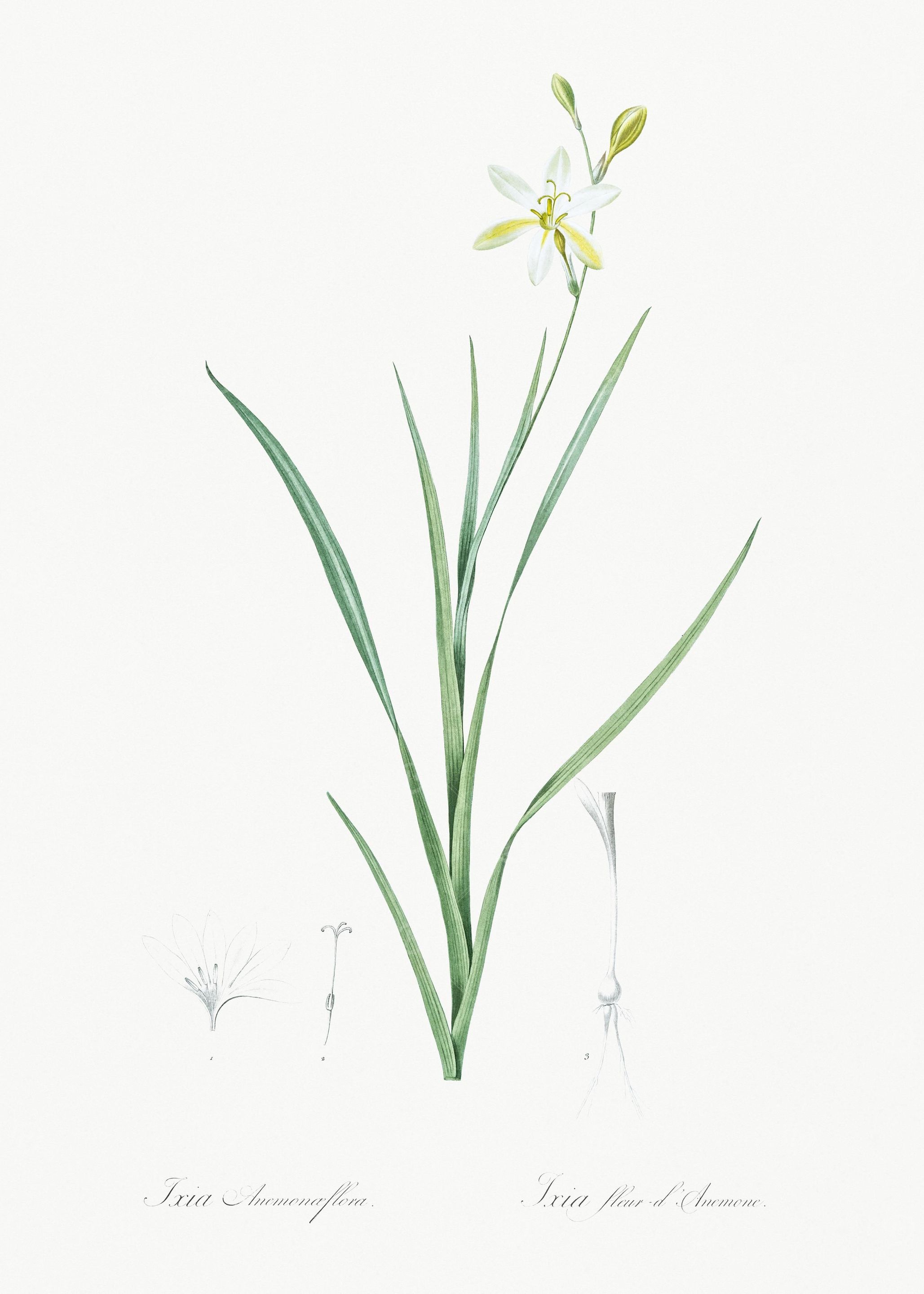 Ixia Anemonae Flora Illust