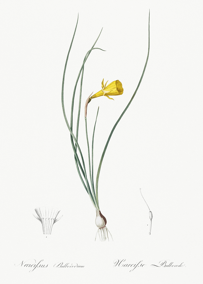 Daffodil Illustration From