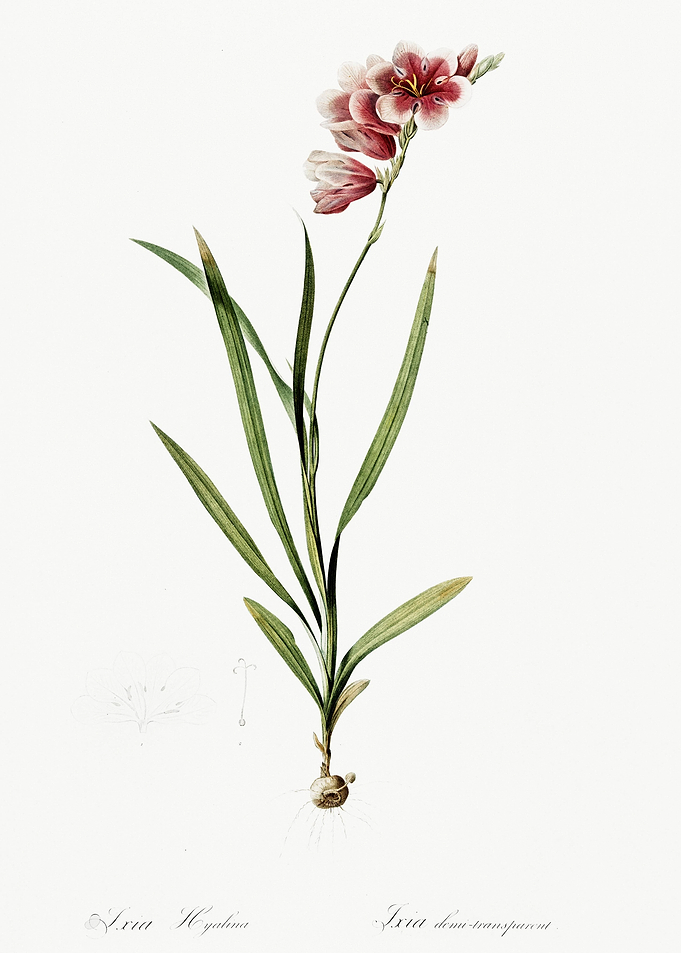 Ixia Hyalina Illustration