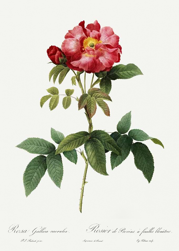 Les Roses 1824 HQ Original