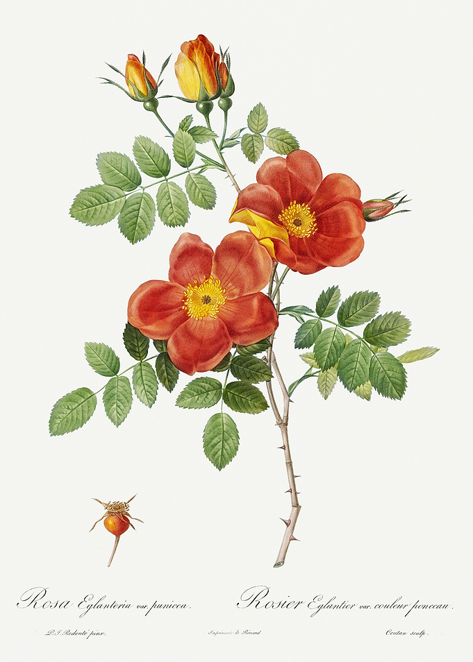 Les Roses 1824 HQ Original