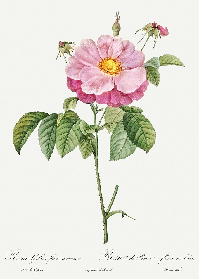 Les Roses 1824 HQ Original