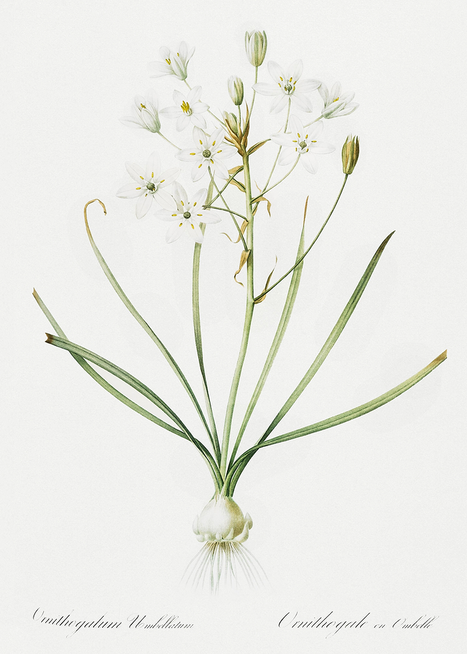 Ornithogalum Umbellatum Il