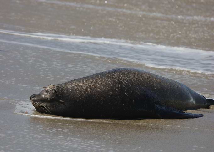California Sea Lion