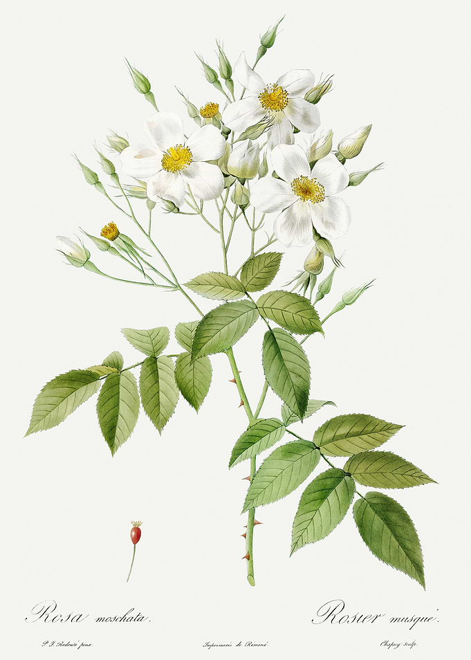 Les Roses 1824 HQ Original