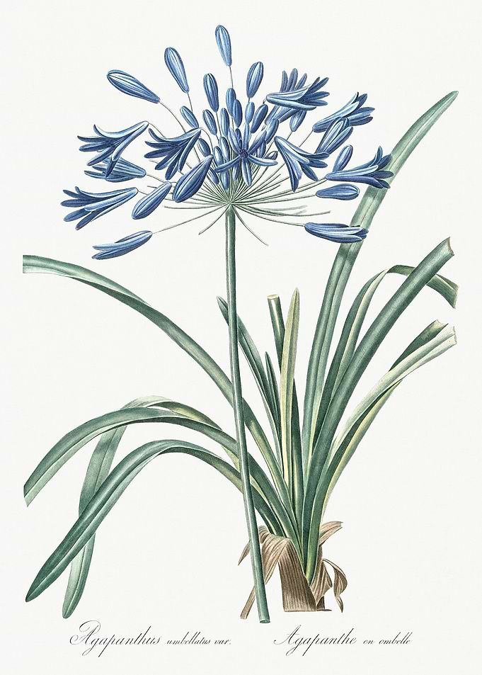 African Lily Illustration