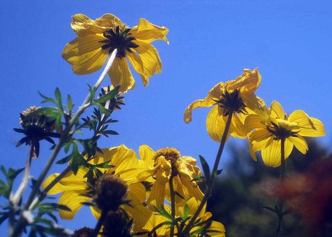 Summer Sky Flowers 3