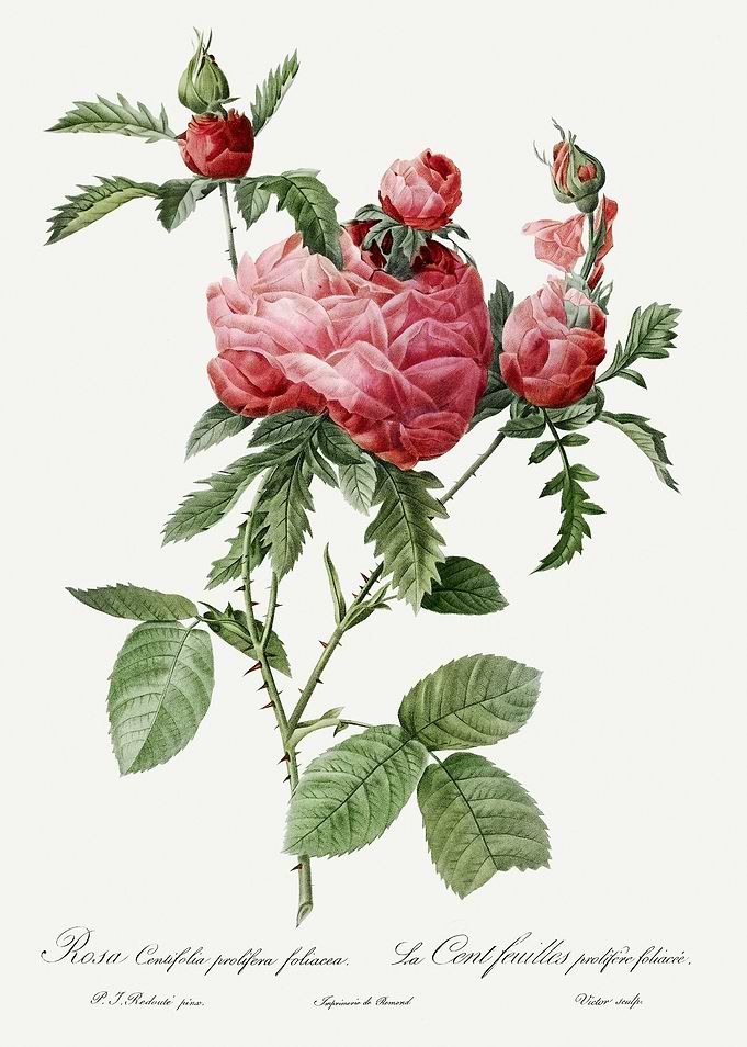 Les Roses 1824 HQ Original