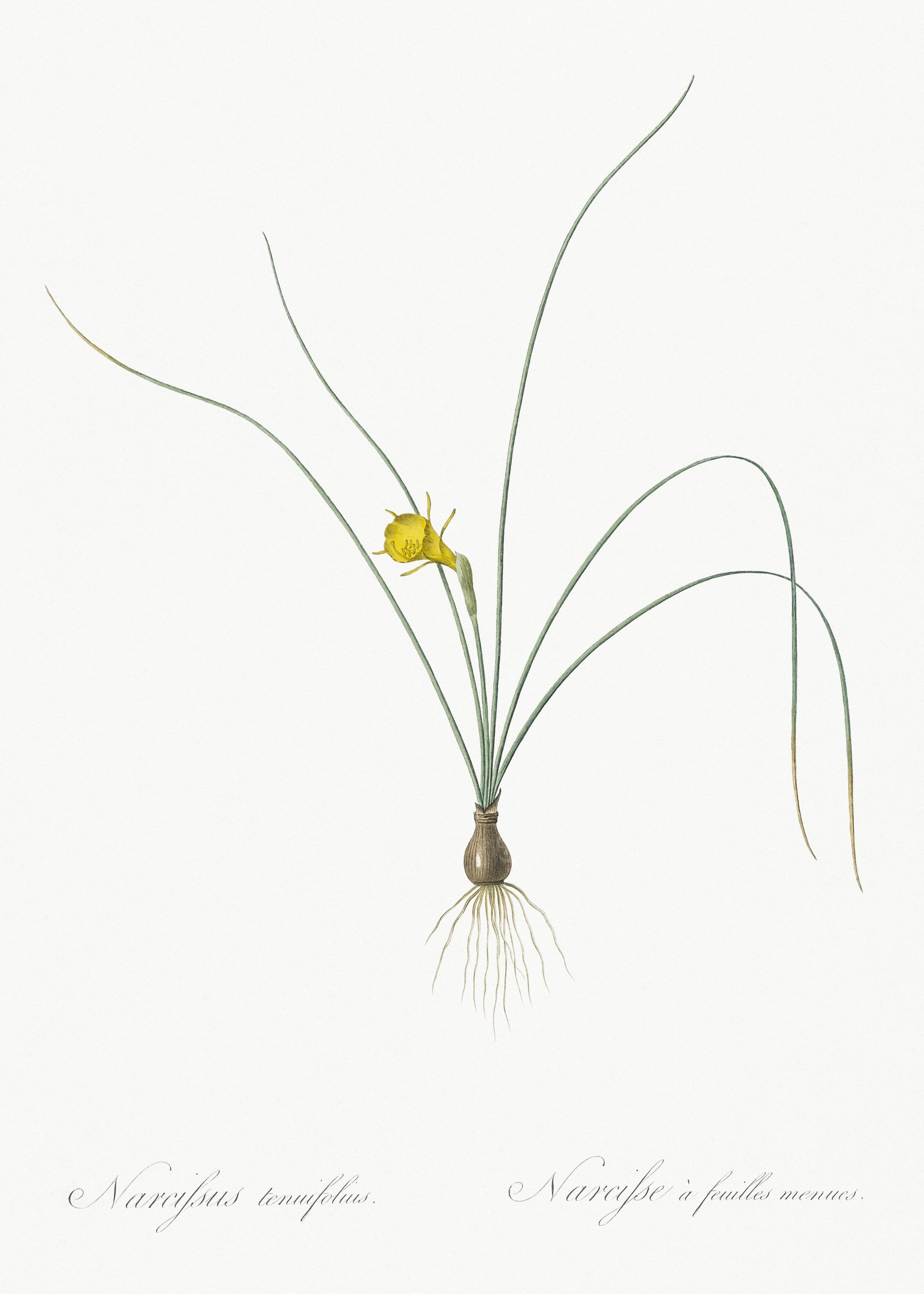 Petticoat Daffodil Illustr