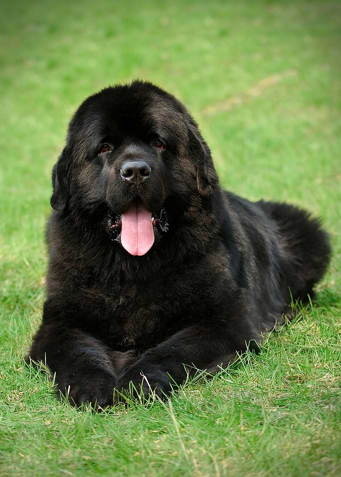 Newfoundland dog portrait