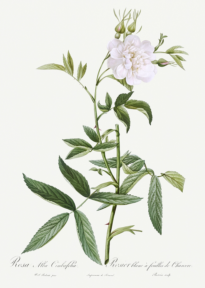 Les Roses 1824 HQ Original