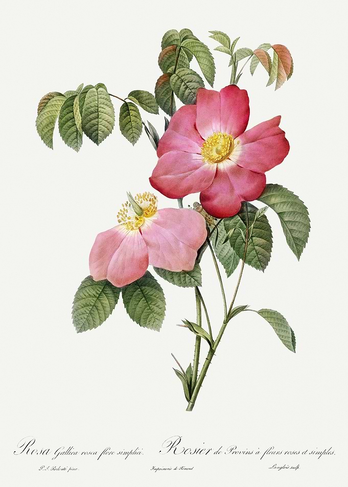 Les Roses 1824 HQ Original