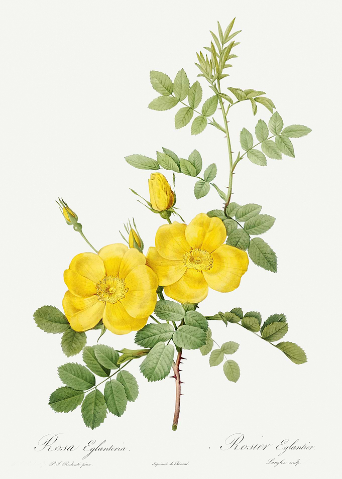 Les Roses 1824 HQ Original