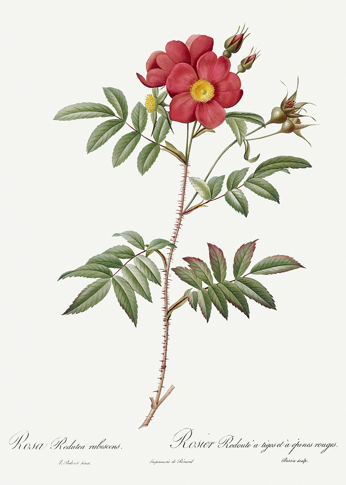 Les Roses 1824 HQ Original