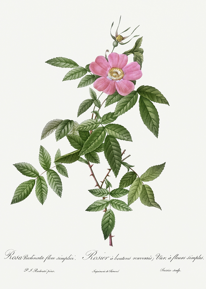 Les Roses 1824 HQ Original